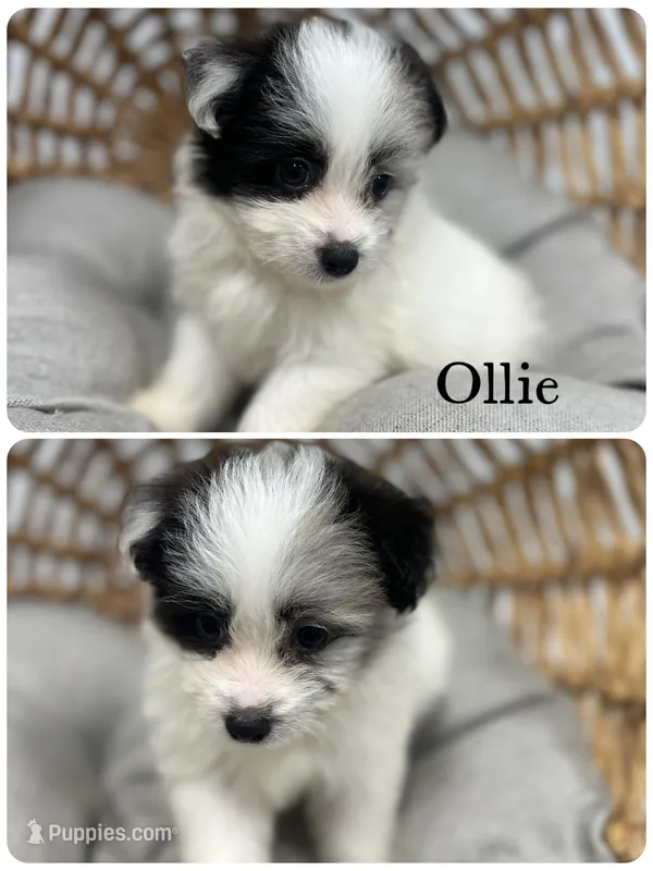 Ollie – Pomapoo puppy for sale in Revere, MO