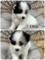 Ollie, a male Pomapoo for sale in Revere, MO – 1 of 3