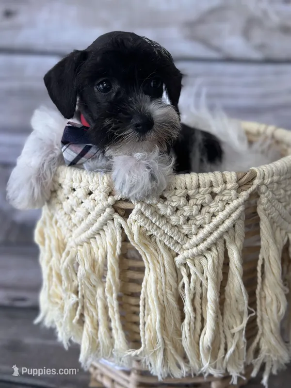 Owen – Miniature Schnauzer puppy for sale in Revere, MO