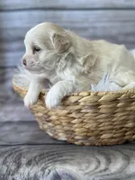 Chief, a male Schnoodle for sale in Revere, MO – 1 of 2