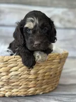 Smudge, a male Cockapoo for sale in Revere, MO – 2 of 2