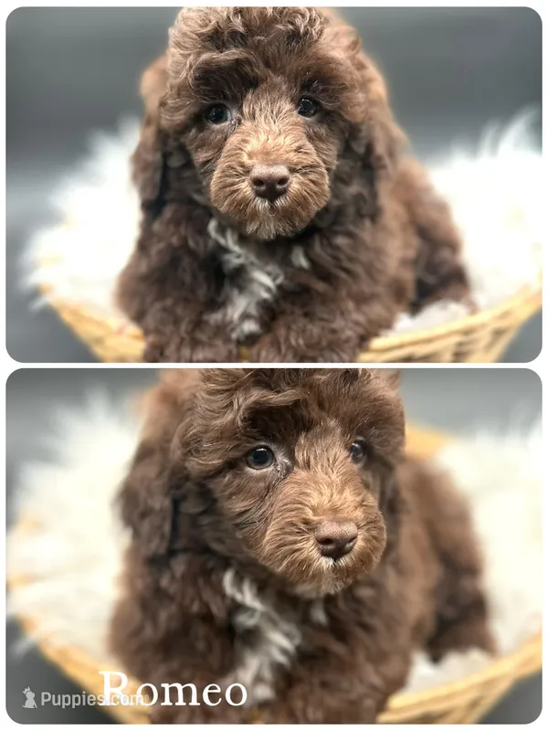 Romeo – Poodle - Miniature  puppy for sale in Revere, MO