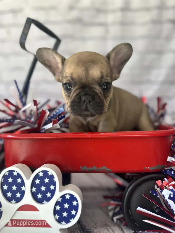 Honey – French Bulldog puppy for sale in Revere, MO
