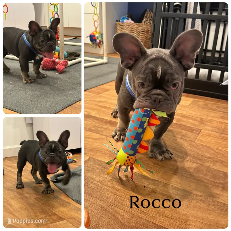 Rocco – French Bulldog puppy for sale in Revere, MO