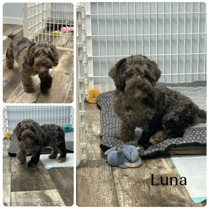 Luna – Cockapoo puppy for sale in Revere, MO