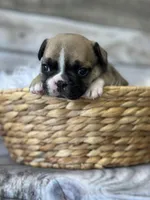 Patch, a male French Bulldog for sale in Revere, MO – 2 of 2