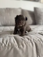 Mily, a female Pomapoo for sale in Revere, MO – Photo 4 of 4