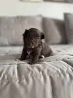 Mily, a female Pomapoo for sale in Revere, MO – Photo 2 of 4