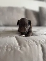 Mily, a female Pomapoo for sale in Revere, MO – Photo 1 of 4