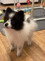 Ming, a female Pomeranian for sale in Revere, MO – Photo 4 of 10