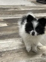 Ming, a female Pomeranian for sale in Revere, MO – Photo 8 of 10