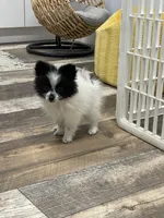 Ming, a female Pomeranian for sale in Revere, MO – Photo 7 of 10