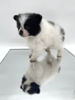 Ming, a female Pomeranian for sale in Revere, MO – Photo 5 of 10