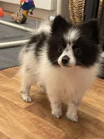 Ming, a female Pomeranian for sale in Revere, MO – Photo 3 of 10