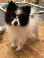 Ming, a female Pomeranian for sale in Revere, MO – Photo 1 of 10