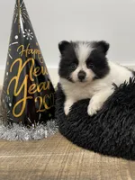 Ming, a female Pomeranian for sale in Revere, MO – Photo 9 of 10