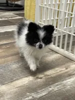 Ming, a female Pomeranian for sale in Revere, MO – Photo 6 of 10