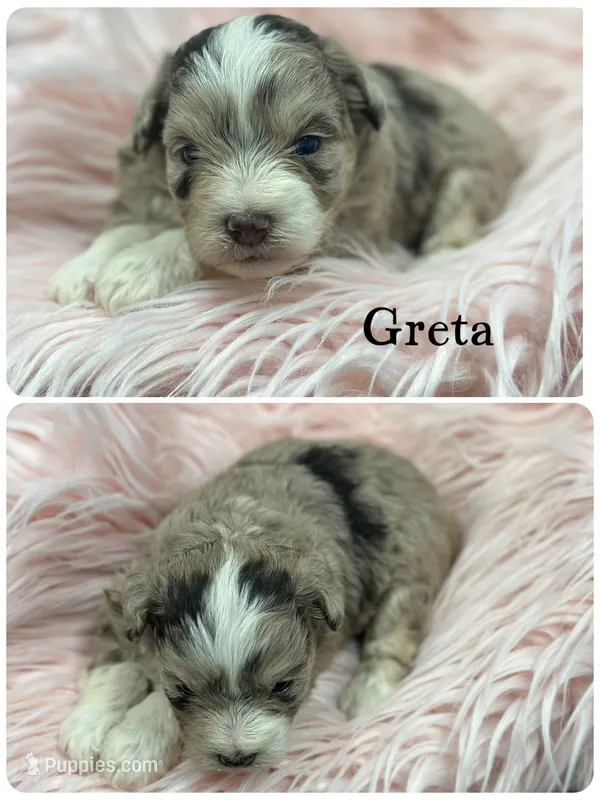 Greta – Miniature Schnauzer puppy for sale in Revere, MO