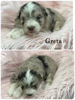 Greta, a female Miniature Schnauzer for sale in Revere, MO – 1 of 1