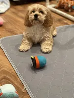 Saint, a male Cockapoo for sale in Revere, MO – Photo 3 of 6