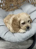 Saint, a male Cockapoo for sale in Revere, MO – Photo 5 of 6