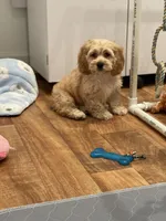 Saint, a male Cockapoo for sale in Revere, MO – Photo 2 of 6