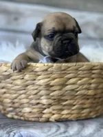 Honey, a female French Bulldog for sale in Revere, MO – 2 of 2