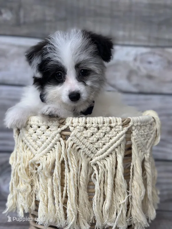 Ollie – Pomapoo puppy for sale in Revere, MO