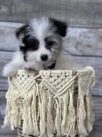 Ollie, a male Pomapoo for sale in Revere, MO – 2 of 5
