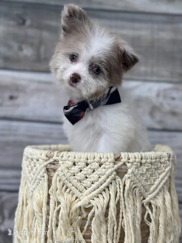 Buster – Pomapoo puppy for sale in Revere, MO