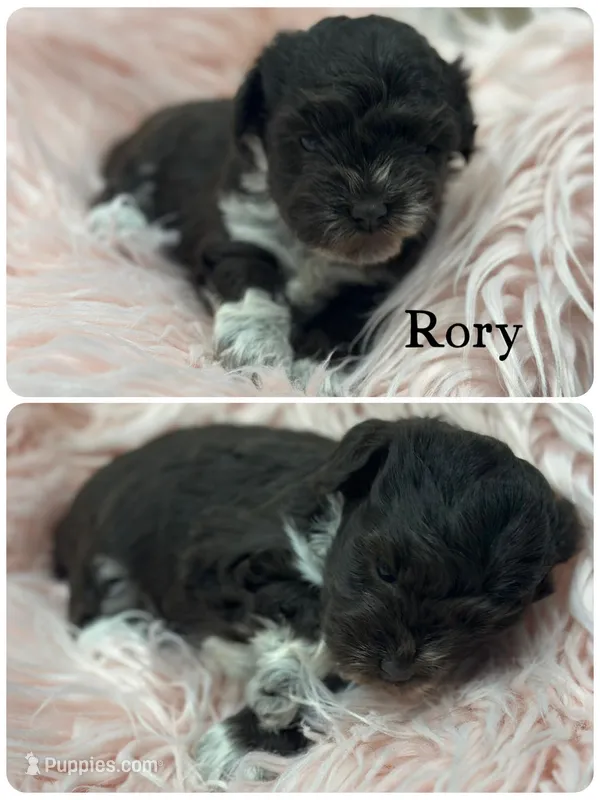 Rory – Miniature Schnauzer puppy for sale in Revere, MO