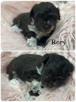 Rory, a female Miniature Schnauzer for sale in Revere, MO – 1 of 1