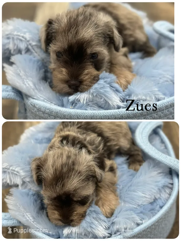 Zues – Miniature Schnauzer puppy for sale in Revere, MO