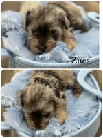 Zues, a male Miniature Schnauzer for sale in Revere, MO – 1 of 1