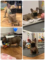 Tank, a male French Bulldog for sale in Revere, MO – 1 of 7