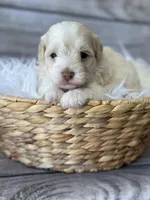 Chief, a male Schnoodle for sale in Revere, MO – 2 of 2