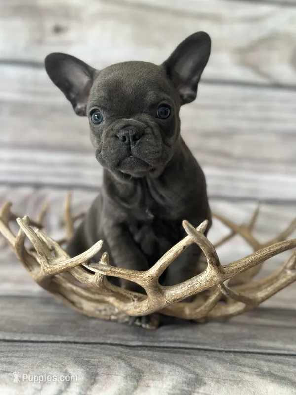 Jade – French Bulldog puppy for sale in Revere, MO