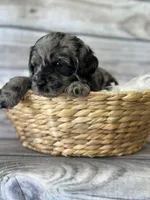 Otis, a male Cockapoo for sale in Revere, MO – 1 of 2