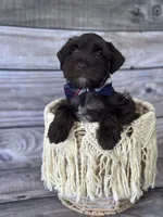 Evan, a male Miniature Schnauzer for sale in Revere, MO – 4 of 5