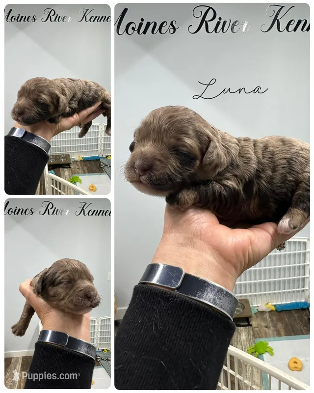 Luna – Cockapoo puppy for sale in Revere, MO