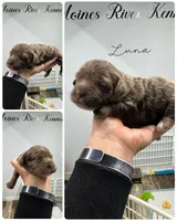 Luna, a female Cockapoo for sale in Revere, MO – 1 of 1