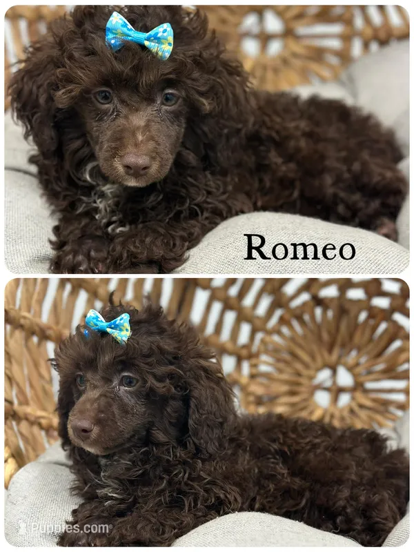 Romeo – Poodle - Miniature  puppy for sale in Revere, MO