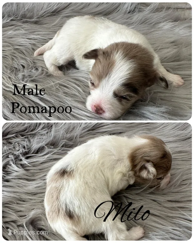 Milo – Pomapoo puppy for sale in Revere, MO