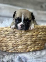 Patch, a male French Bulldog for sale in Revere, MO – 1 of 2