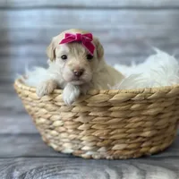 Suki, a female Schnoodle for sale in Revere, MO – 1 of 2