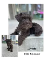Evan, a male Miniature Schnauzer for sale in Revere, MO – 1 of 5