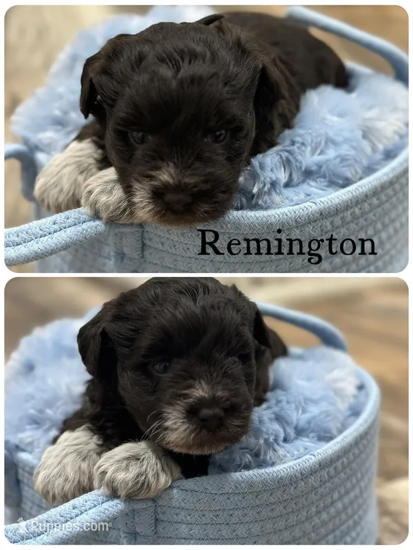 Remington – Miniature Schnauzer puppy for sale in Revere, MO
