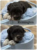 Remington, a male Miniature Schnauzer for sale in Revere, MO – 1 of 1