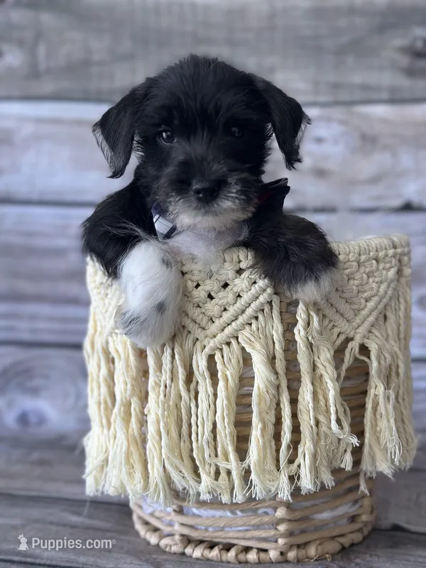 Milo – Miniature Schnauzer puppy for sale in Revere, MO