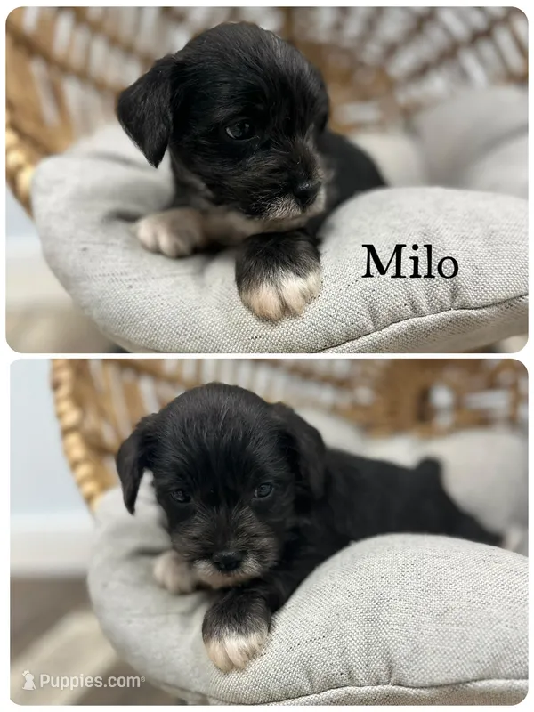 Milo – Miniature Schnauzer puppy for sale in Revere, MO